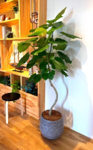 観葉植物リース