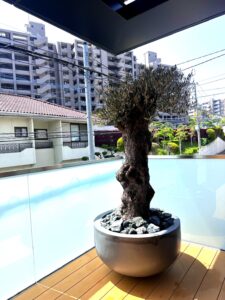 観葉植物リース